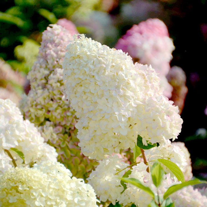 Hortenzija šluotelinė (Hydrangea paniculata) 'Diamantino'