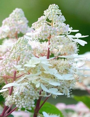 Stiebinė šluotelinė hortenzija (Hydrangea paniculata) 'Early Harry' Pa