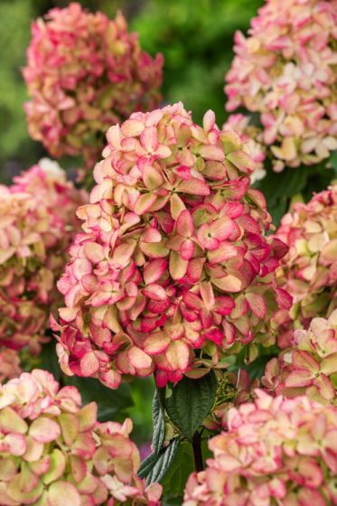 Hortenzija šluotelinė (Hydrangea paniculata) 'Fire Light'