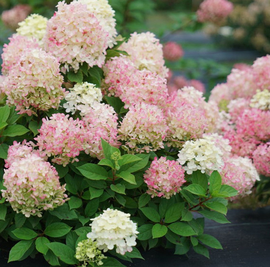 Hortenzija šluotelinė (Hydrangea paniculata) 'Fire Light'