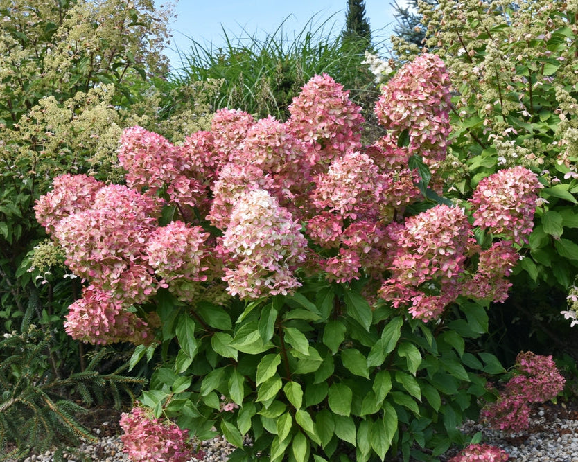 Hortenzija šluotelinė (Hydrangea paniculata) 'Graffiti'