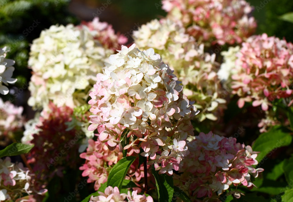 Hortenzija šluotelinė (Hydrangea paniculata) 'Graffiti'