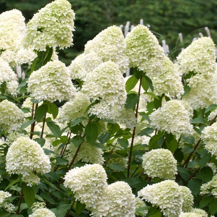 Hortenzija šluotelinė (Hydrangea paniculata) 'Grandiflora'