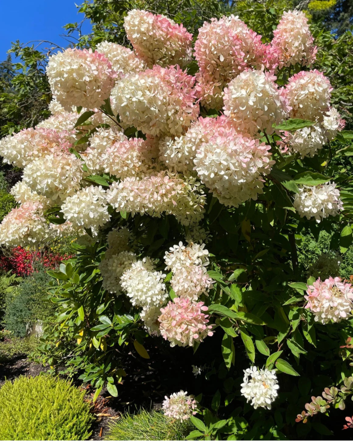 Hortenzija šluotelinė (Hydrangea paniculata) 'Grandiflora'