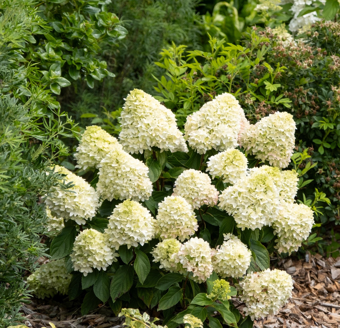 Hortenzija šluotelinė (Hydrangea paniculata) 'Little Fresco'