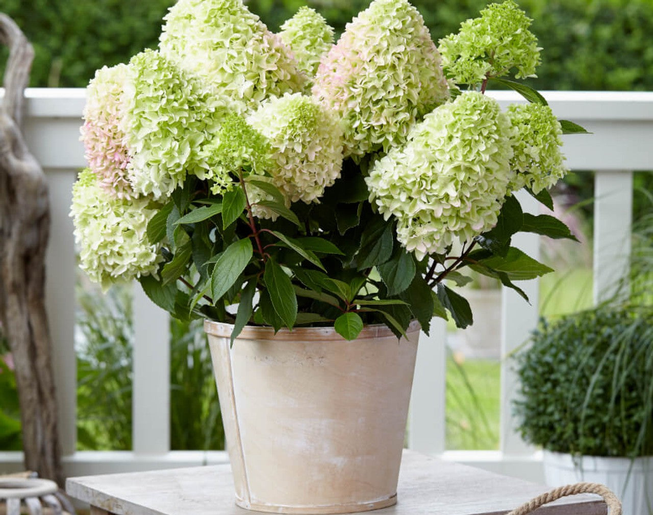 Hortenzija šluotelinė (Hydrangea paniculata) 'Little Fresco'