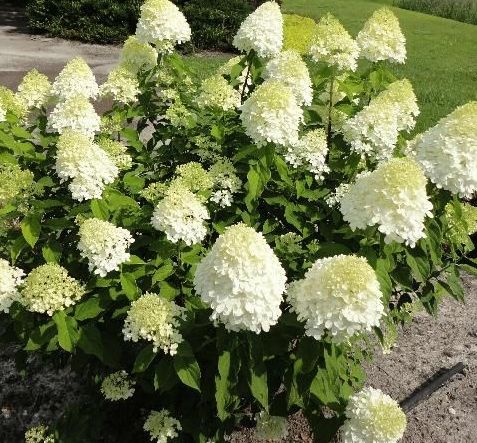 Hortenzija šluotelinė (Hydrangea paniculata) 'Little Spooky'