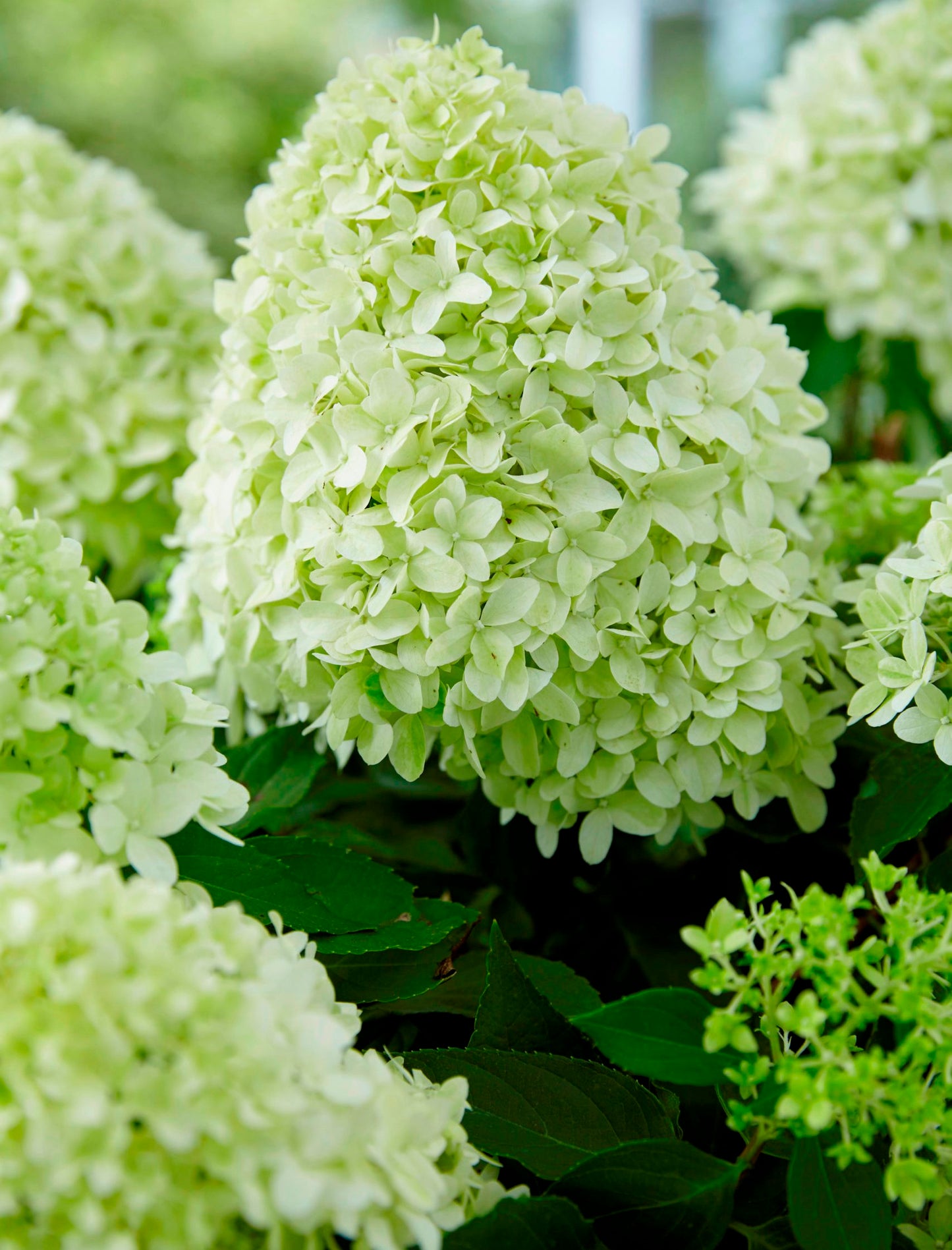 Hortenzija šluotelinė (Hydrangea paniculata) 'Little Spooky'