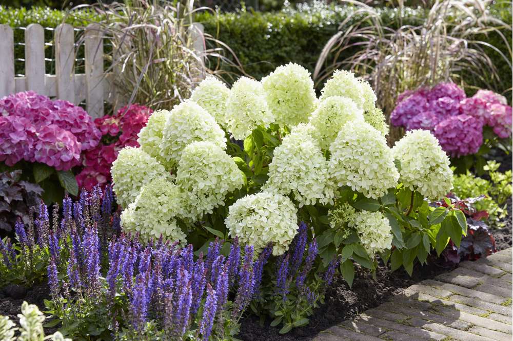 Hortenzija šluotelinė (Hydrangea paniculata) 'Little Spooky'