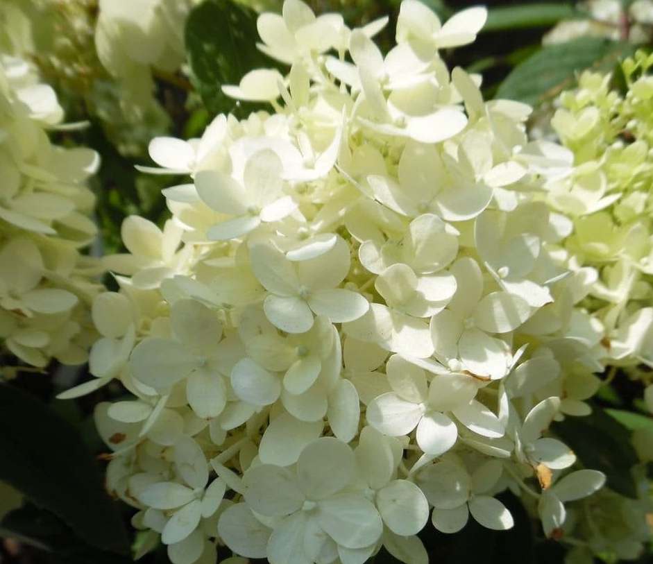 Hortenzija šluotelinė (Hydrangea paniculata) 'Magical Sweet Summer'
