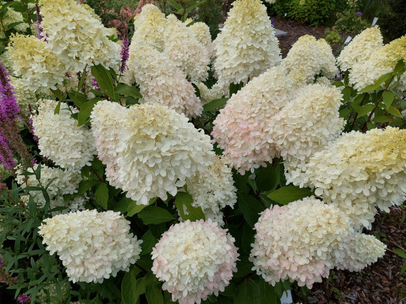 Hortenzija šluotelinė (Hydrangea paniculata) 'Magical Sweet Summer'