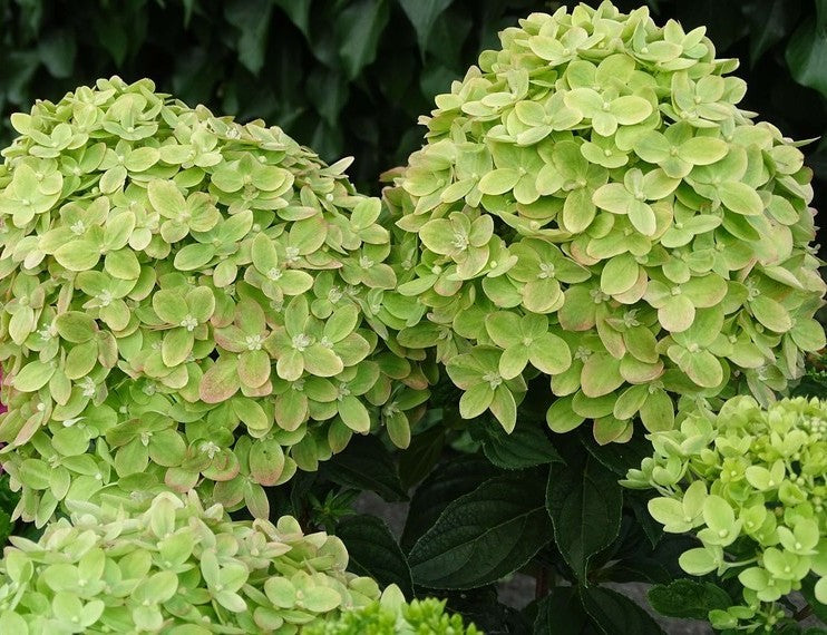 Hortenzija šluotelinė (Hydrangea paniculata) 'Mojito'
