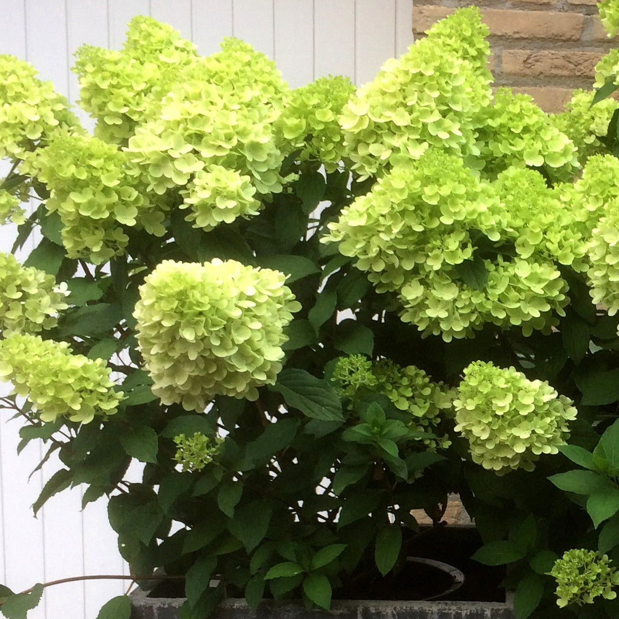 Hortenzija šluotelinė (Hydrangea paniculata) 'Mojito'