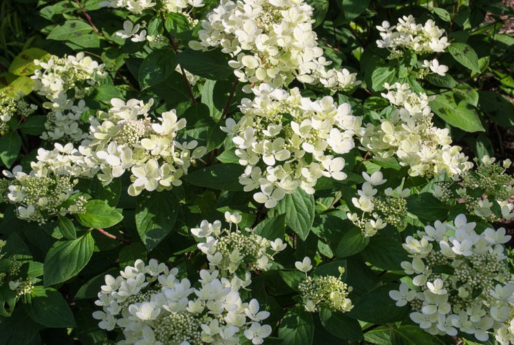 Hortenzija šluotelinė (Hydrangea paniculata) 'Pastelgreen'