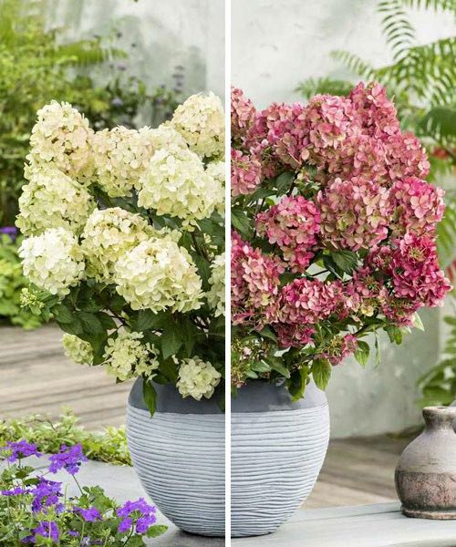 Hortenzija šluotelinė (Hydrangea paniculata) 'Petite Star'