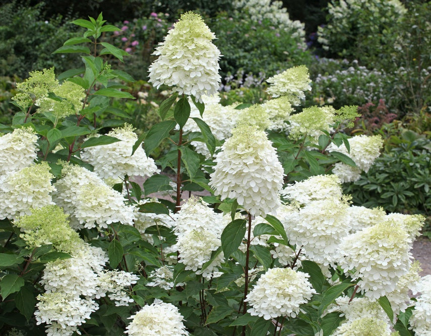 Hortenzija šluotelinė (Hydrangea paniculata) 'Phantom'