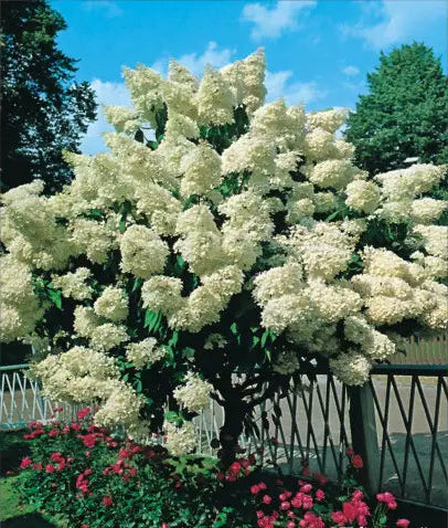 Stiebinė šluotelinė hortenzija (Hydrangea paniculata) 'Phantom' Pa