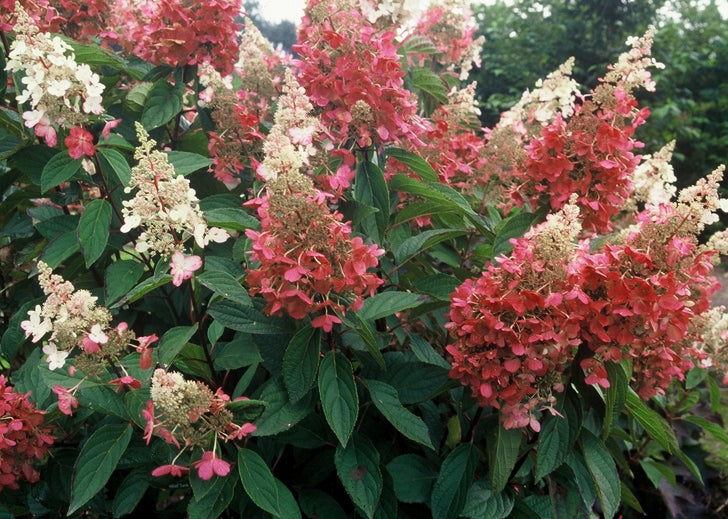 Stiebinė šluotelinė hortenzija (Hydrangea paniculata) 'Pinky Winky' Pa