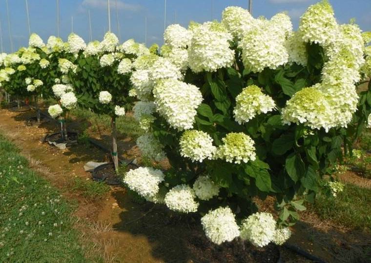 Stiebinė šluotelinė hortenzija (Hydrangea paniculata) 'Polar Bear' Pa