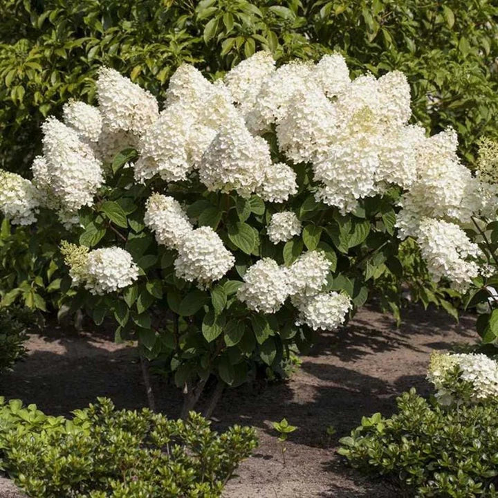 Hortenzija šluotelinė (Hydrangea paniculata) 'Silver Dollar'