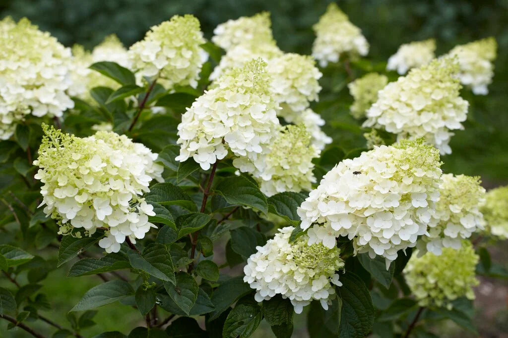 Hortenzija šluotelinė (Hydrangea paniculata) 'Silver Dollar'