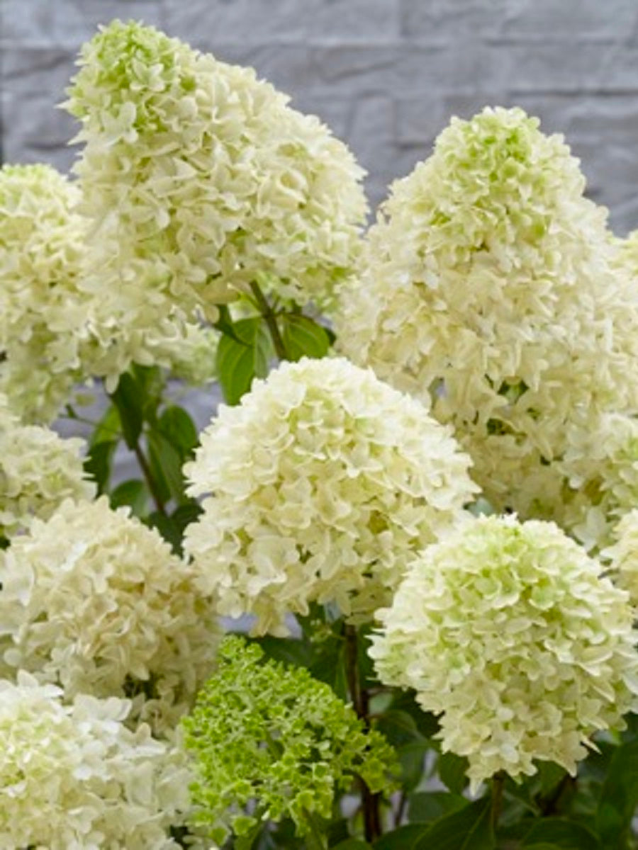 Stiebinė šluotelinė hortenzija (Hydrangea paniculata) 'Skyfall' Pa