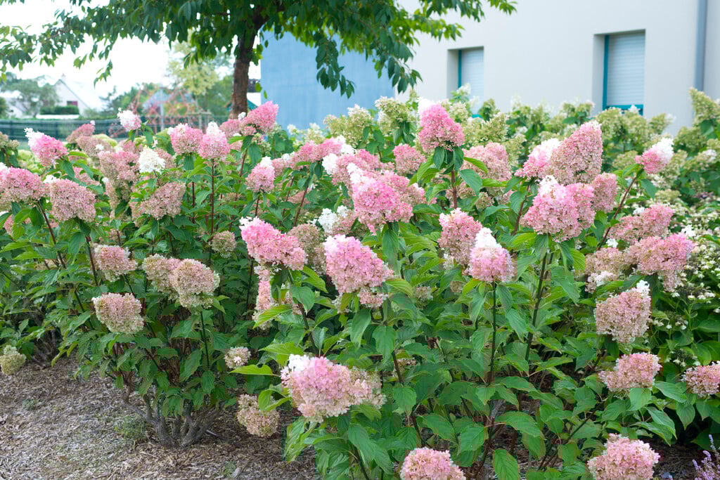 Hortenzija šluotelinė (Hydrangea paniculata) 'Sundae Fraise'