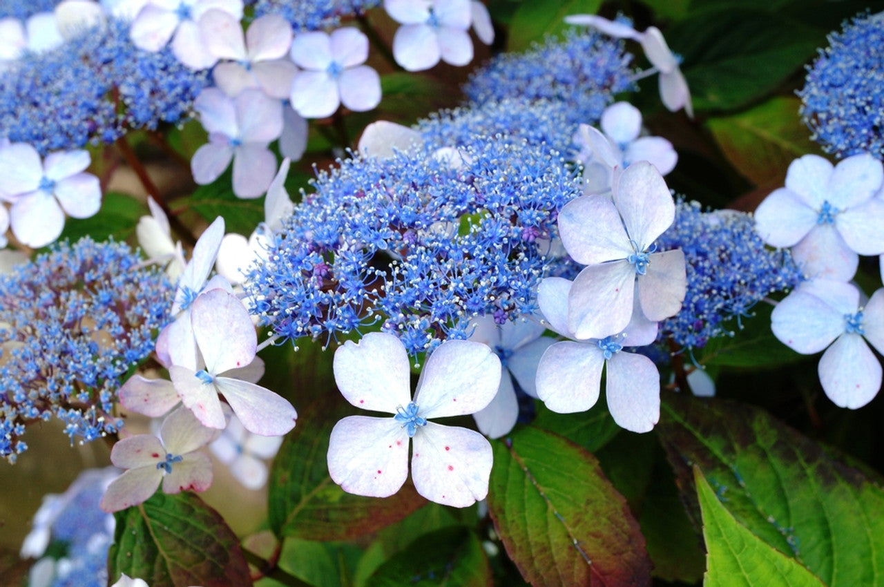Hortenzija šiurkščioji (Hydrangea serrata) 'Bluebird'