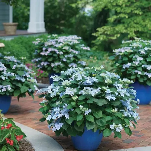 Hortenzija šiurkščioji (Hydrangea serrata) 'Bluebird'
