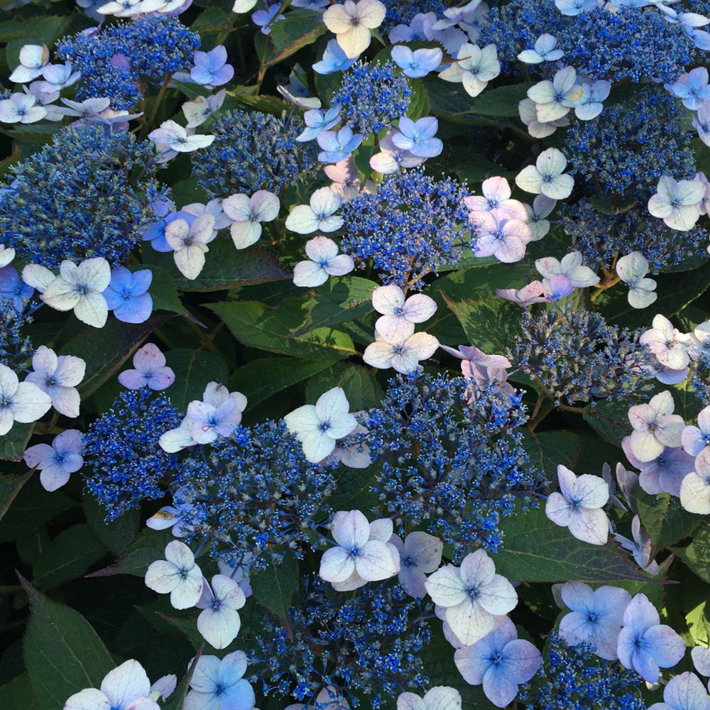 Hortenzija šiurkščioji (Hydrangea serrata) 'Magic Pillow'