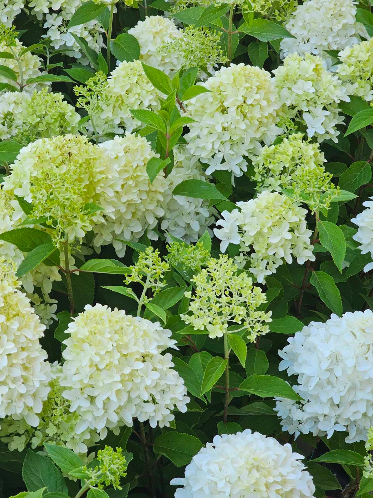 Hortenzija šluotelinė (Hydrangea paniculata) 'Skyfall'