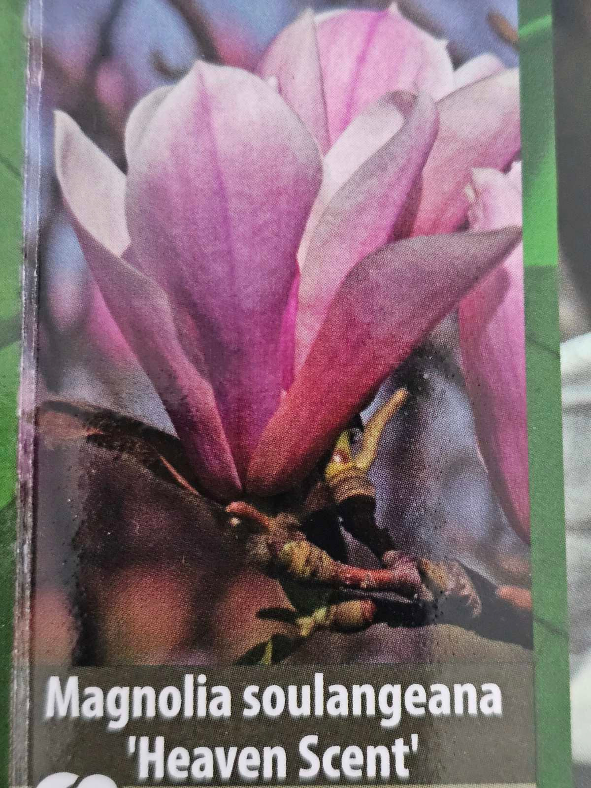 Magnolija sulanžo (Magnolia soulangeana) 'Heaven Scent'