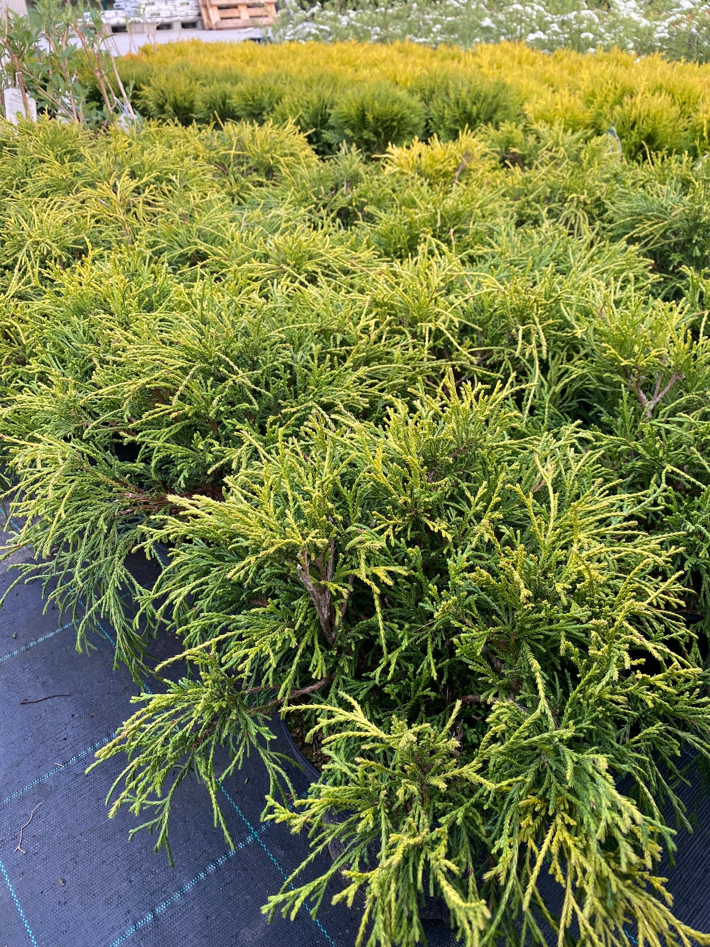 Puskiparisis žirniavaisis (Chamaecyparis pisifera) 'Sungold'