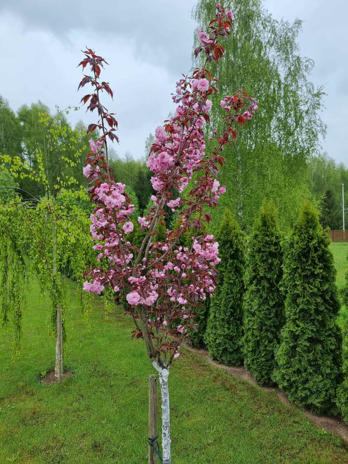 Vyšnia smailiadantė (Prunus serrulata) 'Royal Burgundy'