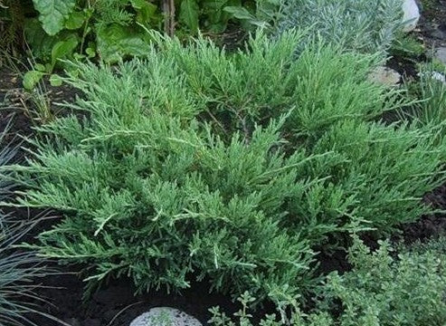 Kadagys horizontalusis (Juniperus horizontalis) 'Andorra Compact'