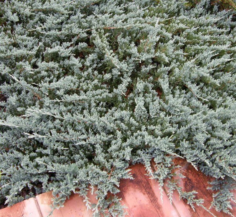 Kadagys horizontalusis (Juniperus horizontalis) 'Blue Chip'