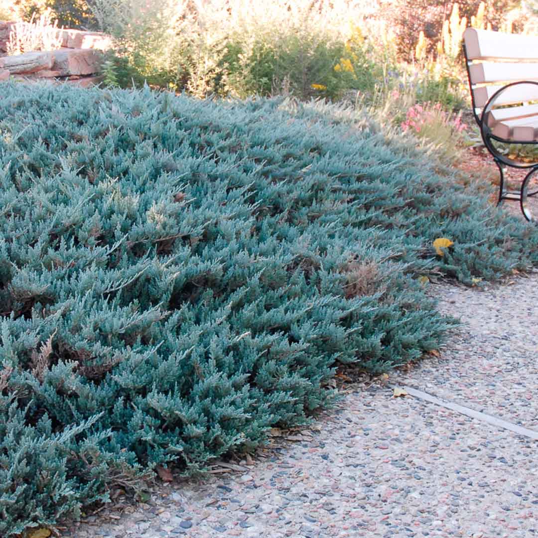 Kadagys horizontalusis (Juniperus horizontalis) 'Blue Chip'