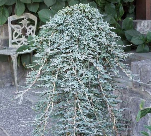 Kadagys horizontalusis (Juniperus horizontalis) 'Icee Blue' Pa