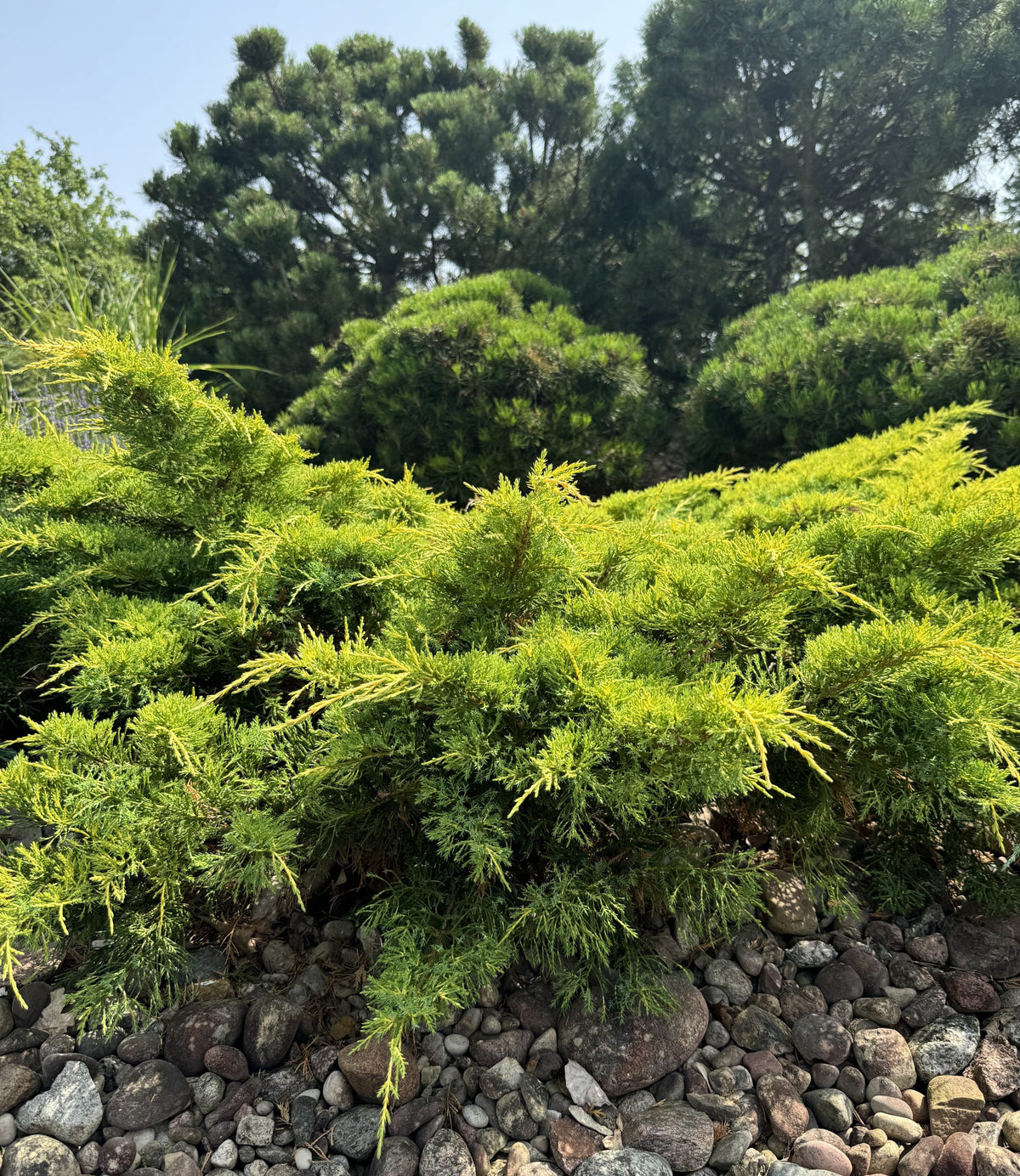 Kadagys tarpinis (Juniperus pfitzeriana) 'Old Gold'