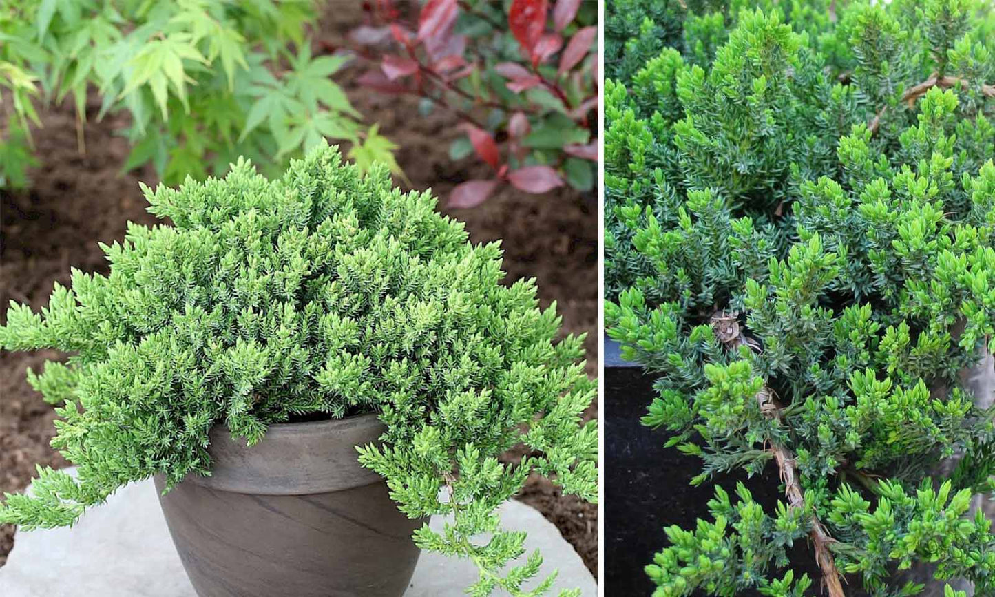 Kadagys gulsčiasis (Juniperus procumbens) 'Nana'