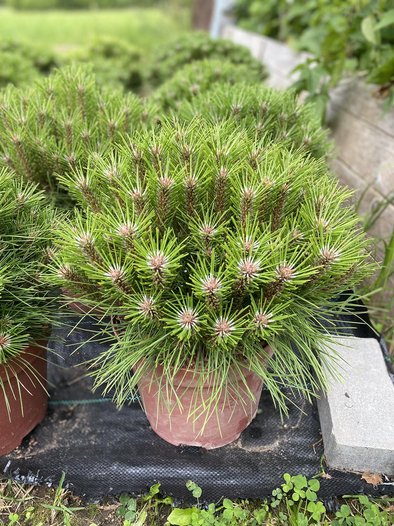 Pušis juodoji (Pinus nigra) 'Marie Bregeon’
