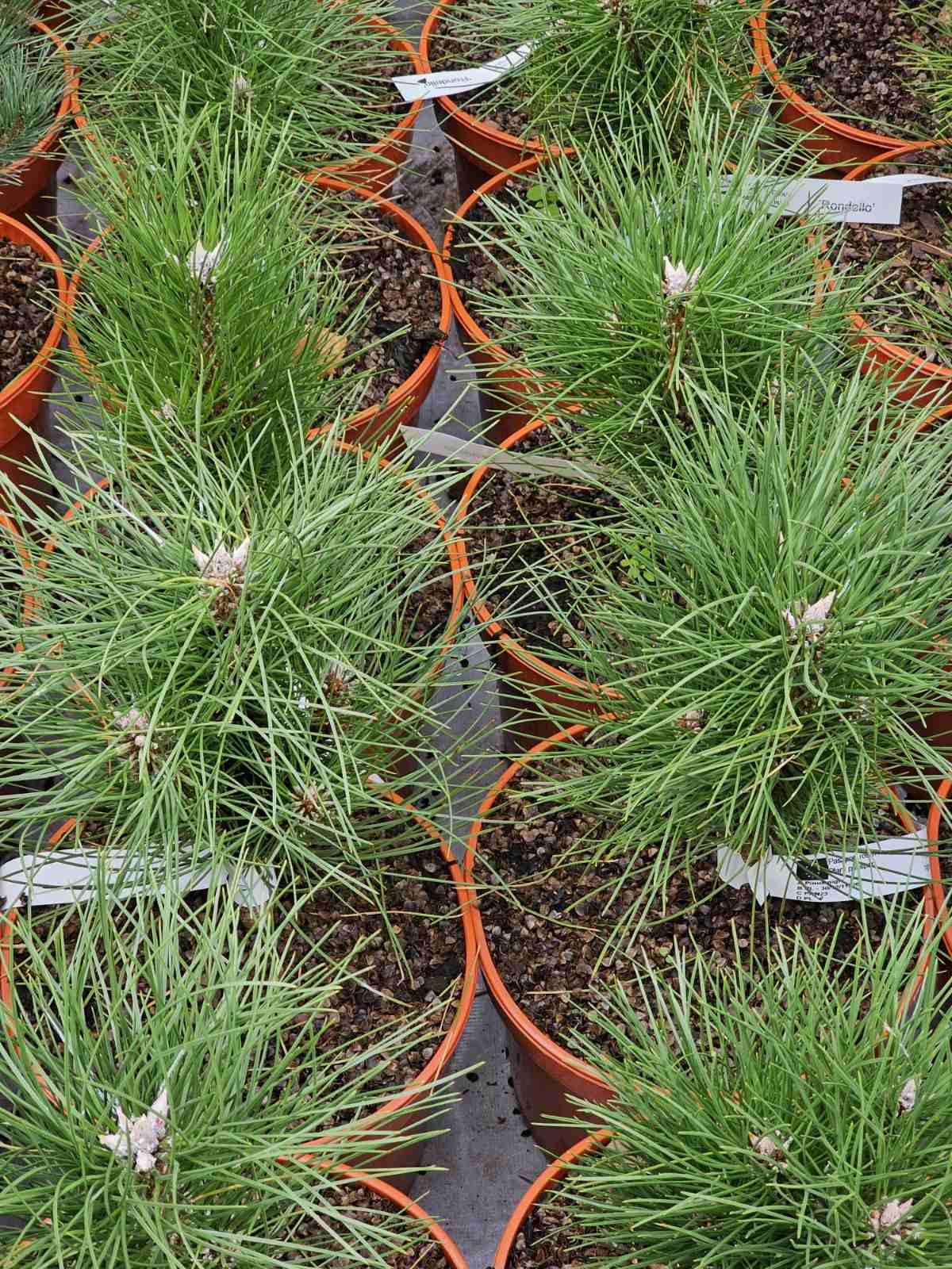 Pušis juodoji (Pinus nigra) 'Rondello'
