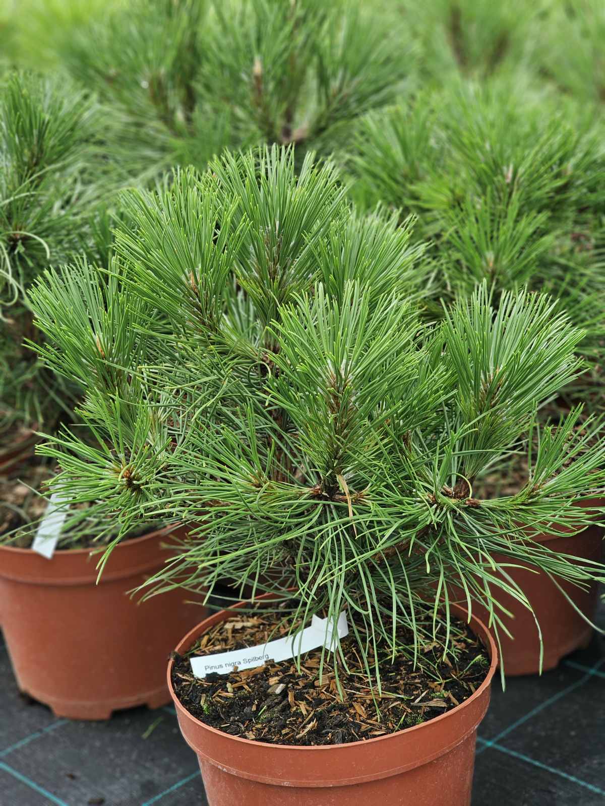 Pušis juodoji (Pinus nigra) 'Spielberg'