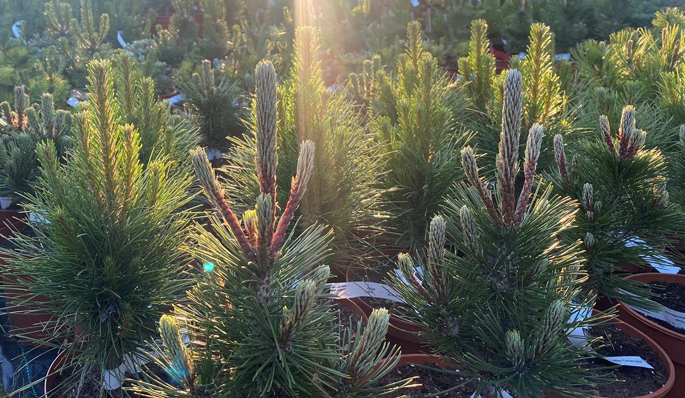 Pušis juodoji (Pinus nigra) 'Zimmer'