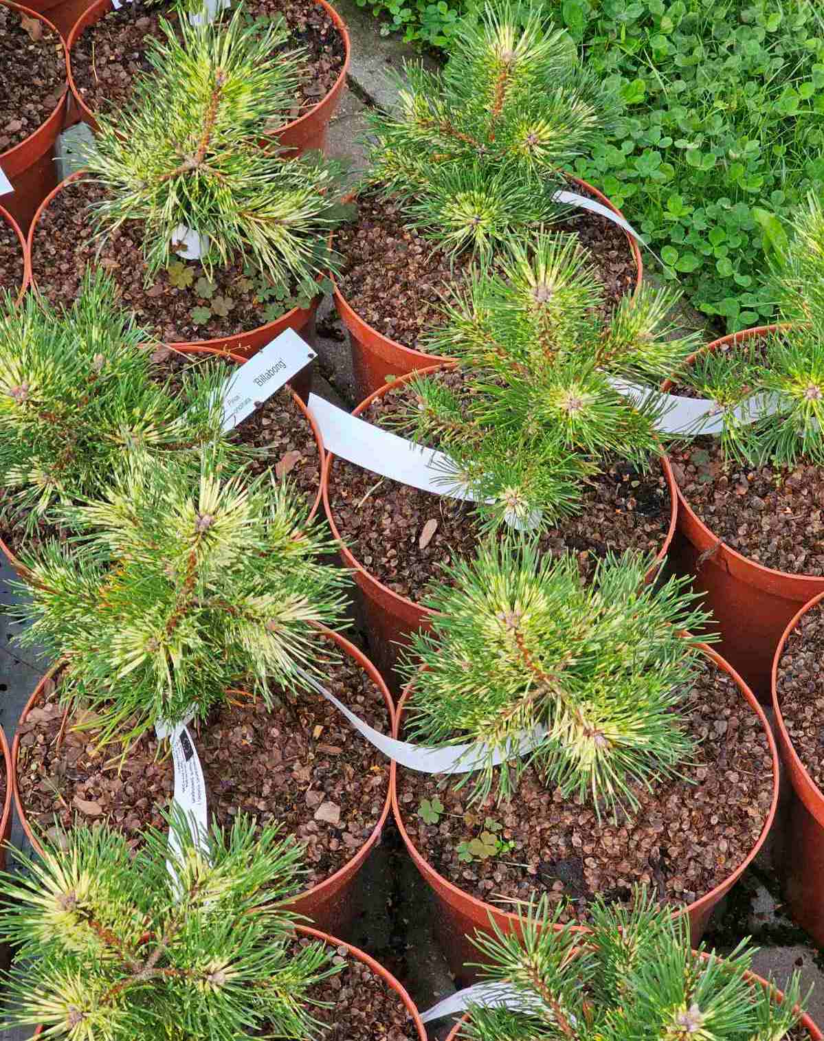 Pušis kablelinė (Pinus uncinata) 'Billabong'