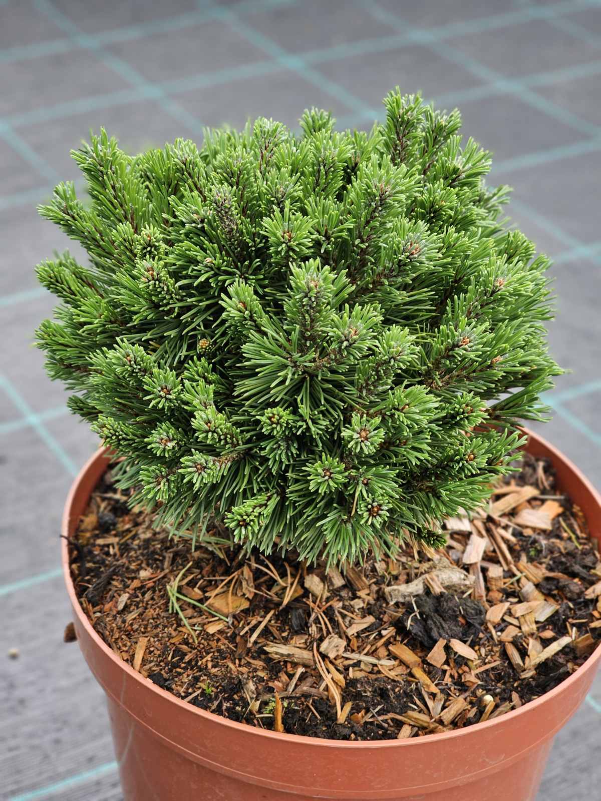 Pušis kablelinė (Pinus uncinata) 'Grune Welle'