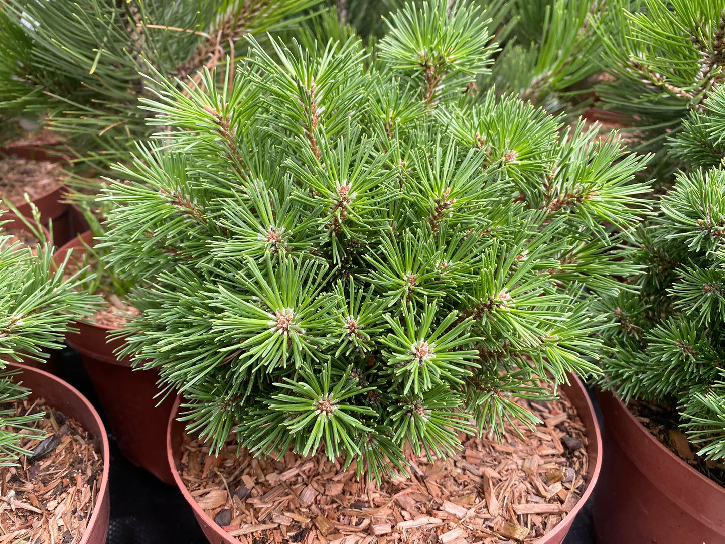 Pušis kablelinė (Pinus uncinata) 'Titus'