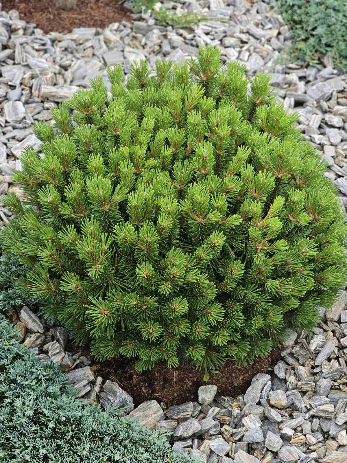 Pušis kalninė (Pinus mugo) 'Benjamin'