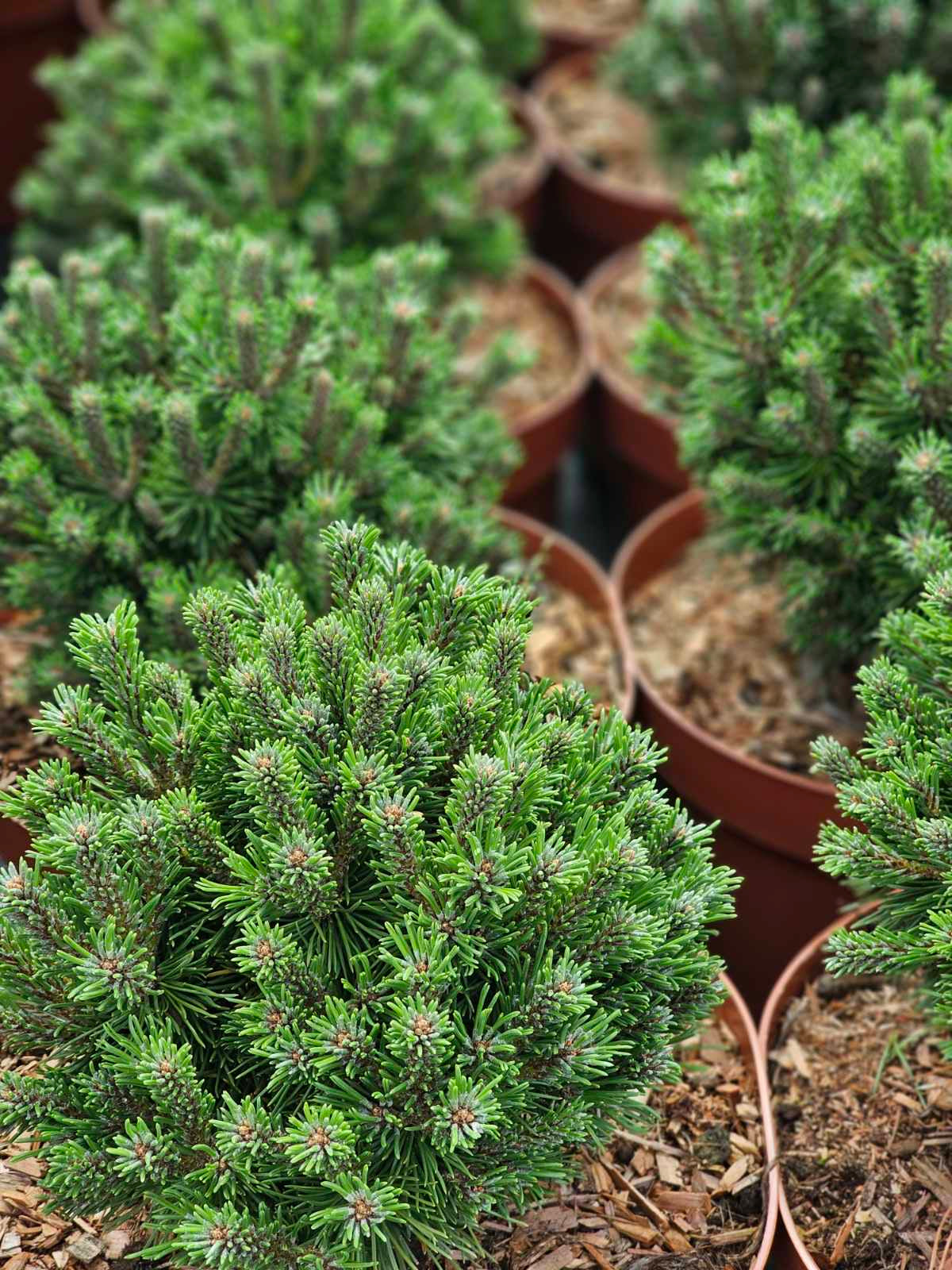 Pušis kalninė (Pinus mugo) 'Benjamin'
