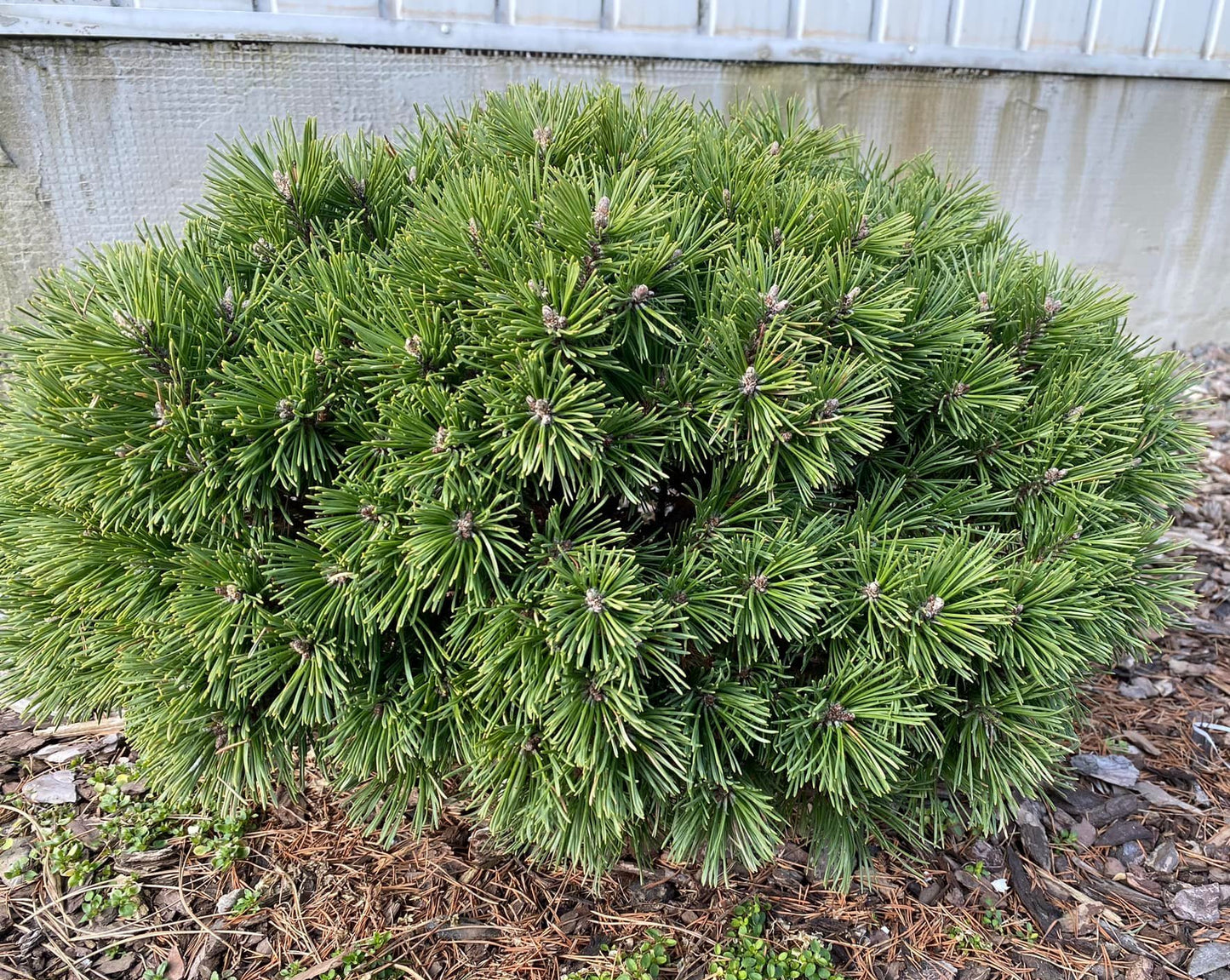 Pušis kalninė (Pinus mugo) 'Benjamin'